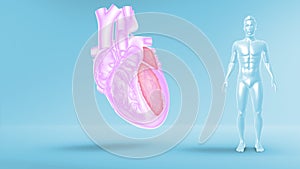 Function of Left Atrium and Left Ventricle of Human Heart