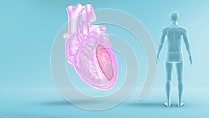 Function of Left Ventricle of Human Heart