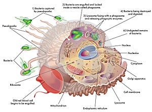 Function of macrophage