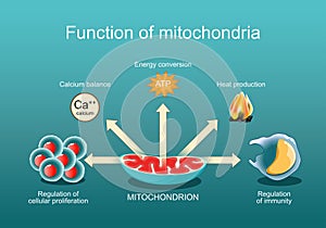 Function of mitochondria photo