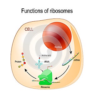 Function of ribosomes photo
