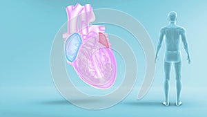 Function of Right Atrium and Left Atrium of Human Heart