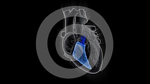 Function of Right Ventricle of Human Heart