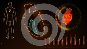 Function of Right Ventricle of Human Heart