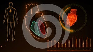 Function of Right Ventricle and Left Ventricle of Human Heart