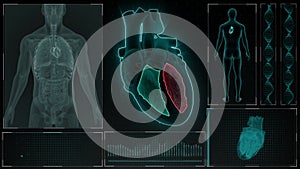 Function of Right Ventricle and Left Ventricle of Human Heart