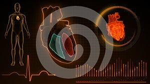 Function of Right Ventricle and Left Ventricle of Human Heart