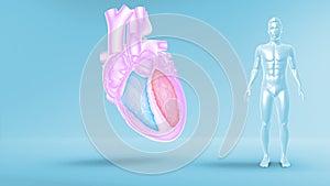 Function of Right Ventricle and Left Ventricle of Human Heart