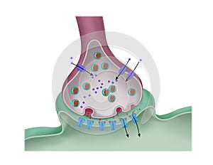 Function of a synapse