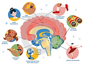 Functional aread of the human brain