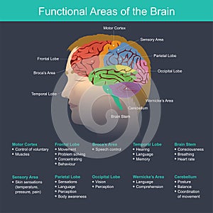 Oblasti z mozek 