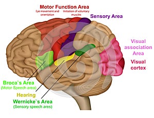 Functional brain areas medical  illustration on white background photo