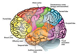 Functional diagram of human brain