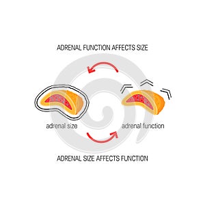 Functioning of adrenal glands, vector diagram