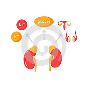 Functions of adrenal glands, vector diagram