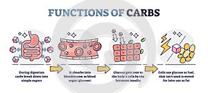 Functions of carbs and carbohydrates in digestive system outline diagram photo