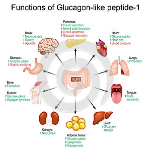 GLP-1. Functions of Glucagon-like peptide-1 photo