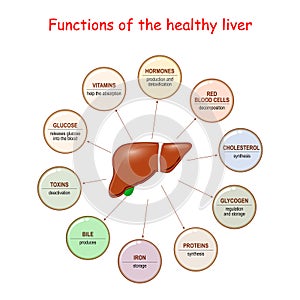 Functions of the Healthy Liver