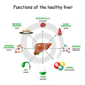 Functions of the healthy liver