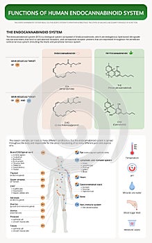 Functions of Human Endocananbinoid System vertical textbook infographic photo