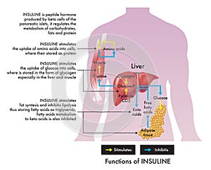 Functions of insulin