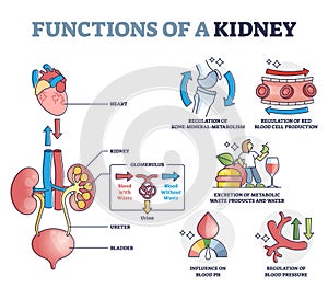 Functions of kidney with anatomical filtering organ system outline diagram photo