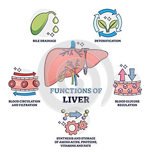 Functions of liver as healthy body organ description outline collection set