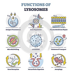 Functions of lysosomes with anatomical explanation outline collection set photo