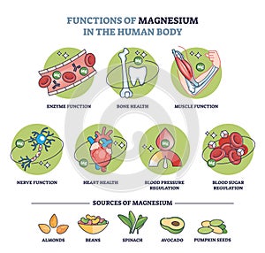 Functions of magnesium in human body and sources in food outline diagram photo