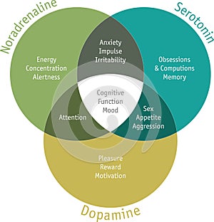 Functions of the most common hormones in the human body