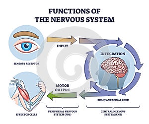 Functions of nervous system from receptor input to effector outline diagram