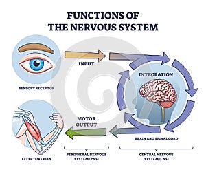 Functions of nervous system from receptor input to effector outline diagram photo