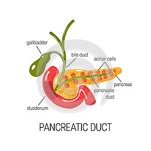 Functions of pancreas concept. Vector illustration