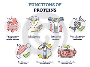 Functions of proteins with anatomical roles in body outline collection set photo