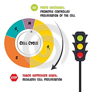 Functions of proto oncogenes and tumor suppressor genes in the cell cycle