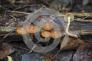 The Funeral Bell Galerina marginata is a deadly poisonous mushroom photo