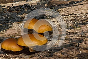 Funeral Bell Mushroom - Galerina marginata