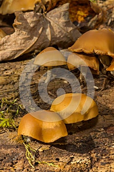 Funeral Bell Mushroom - Galerina marginata