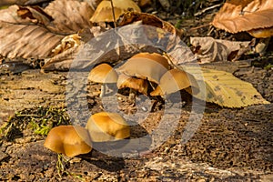 Funeral Bell Mushroom - Galerina marginata