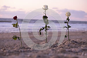 Funeral flower, lonely white and red rose flower at the beach, water background with copy space, burial at sea. Empty place for a photo