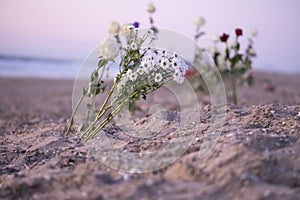 Funeral flower, lonely white and red roses and daisy flowers at the beach, water background with copy space, burial at sea. Empty