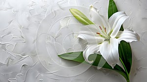 Funeral lily on white backdrop with sufficient space for meaningful text positioning