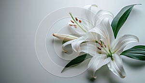Funeral lily on white background with generous space available for strategic text placement