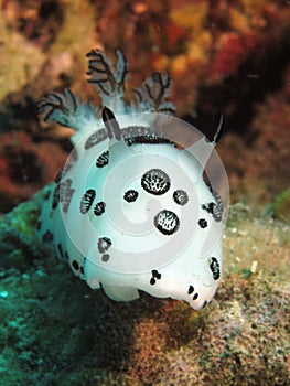 Funeral pyre nudibranch