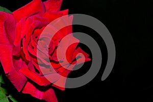 Funeral red rose on a black background with free space for text