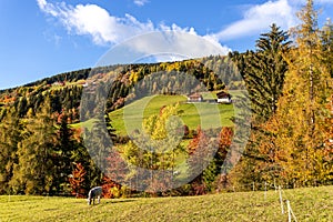 Funes Valley, Trentino, Italy. Autumn landscape with fall colors.