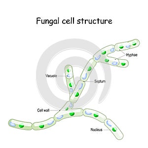 Fungal cell structure. Fungi hyphae with septa