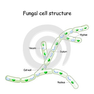 Fungal cell structure. Fungi hyphae with septa photo