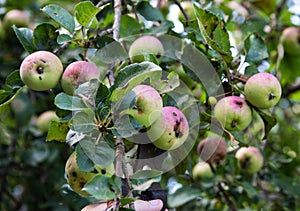 fungal disease on apple fruits. Black dots on apples, scab disease or flycatcher.