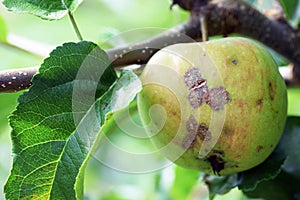 Fungal disease apple scab photo